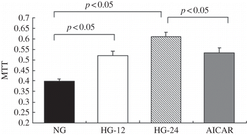 Figure 4. AMPK activation ameliorated high-glucose-induced proliferation of mesangial cells. Proliferation of mesangial cells was determined by MTT assay. When compared with the control, 12 or 24 h of high-glucose treatment, respectively, increased proliferation of mesangial cells by 30.7% or 53.2% (p < 0.05). Values are given as means ± SD and p < 0.05 is considered statistically significant.