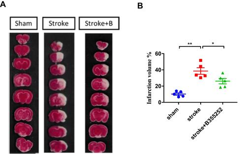 Figure 1 B355252 treatment improves the ischemic volume of rats with cerebral ischemia. (A) Representative figures of TTC staining from groups of sham, stroke, and stroke+B355252 at PSD 3. (B) Quantified data of TTC staining presented in ischemia volume (%). N=5 per group. * p< 0.05, ** p< 0.01 by one-way ANOVA.