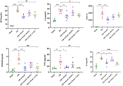 Figure 2. Levels of biochemical parameters (BUN, Cr, and CK) and inflammatory cytokines (HMGB1, TNF-α, and IL-6) in rat serum samples. Data are presented as the mean ± SD, N = 6/group. ****p<.0001, **p<.01, I/R vs. sham; ++++p<.0001, +++p<.001, ++p<.01, +p<.05, I/R + I-PostC vs. I/R; ####p<.0001, ###p<.001, ##p<.01, #p<.05, I/R + I-PostC + 3-MA vs. I/R; ∧p<.05, I/R + I-PostC + RAPA vs. I/R + I-PostC. Cr: creatinine; BUN: blood urine nitrogen; CK: creatine kinase.