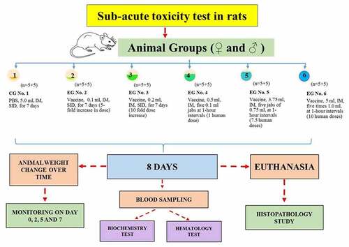Figure 1. Process flowchart in the sub-acute toxicity study.