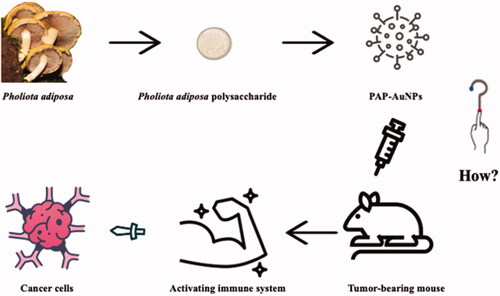 Figure 1. Conceptual diagram of PAP-AuNPs and its indirectly anti-cancer effect.