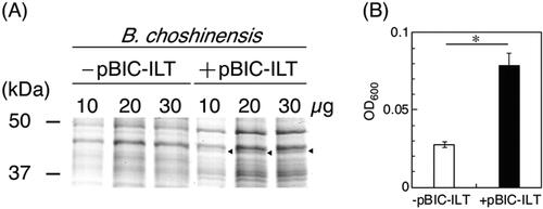 Figure 4. Detection of recombinant ILT and growth of B. choshinensis harbouring ILT gene in the presence of 5% (v/v, 315 mol/L) [BMIM]Cl. (A) Detection of ILT in the cell membrane of recombinant B. choshinensis. (B) Comparison of recombinant B. choshinensis expressing ILT (+pBIC-ILT) with non-recombinant B. choshinensis (−pBIC-ILT). The data are expressed as means ± standard deviations of three samples (*p value; .00627, Student’s t-test).