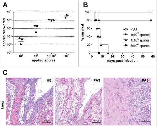 Figure 1. Susceptibility of corticosteroid-treated mice to pulmonary Lichtheimia infection and histopathological alterations in the lung. (A) Number of spores reaching the lung after intranasal application. Female CD-1 mice (n = 3 mice/group) were killed 10 min after intranasal application of L. corymbifera FSU 9682 spores. (B) Dose-dependent survival of corticosteroid-treated mice intranasaly infected with L. corymbifera FSU 9682 (n = 5 mice/group). Log rank (Mantel-Cox) test was used to compare each infection dose to PBS treated control mice (#p = 0.05, ##p = 0.01). (C) Representative lung sections from mice infected with 5 × 106 spores of the L. corymbifera reference strain. Slides were stained with hematoxylin/eosin (HE) or Periodic Acid Schiff (PAS) as indicated in the upper right corner of each image. Representative HE and PAS stained slides from 2 consecutive sections are shown in the left and middle column, the right column represents an enlarged area