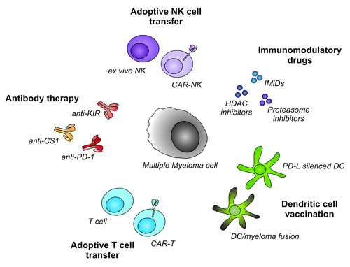 Figure 2. Cellular immunotherapeutic approaches in multiple myeloma. To improve survival in multiple myeloma patients, several cellular immunotherapies boosting NK cell and T cell mediated immunity, can be exploited. NK cells can be isolated or generated ex vivo, and can subsequently be used for adoptive transfer. The efficacy of NK cell-based therapy can be enhanced by the introduction of tumor-targeting CARs. Furthermore, combination with antibodies like anti-KIR or anti-CS1, or anti-myeloma drugs further boost anti-myeloma NK cell immunity. Adoptive T cell transfer after allogeneic stem cell transplantation can induce complete remission in MM patients. In addition adoptive transfer CAR-modified T cells might be even more specific and effective. Tumor specific T cells can also be expanded in vivo following DC vaccination. Silencing of co-inhibitory molecules like PD-L by silencing RNA, can further increase efficacy of DC vaccination. Finally, interference with co-inhibitory pathways using blocking antibodies like anti-PD1 is a promising strategy to increase the therapeutic effect. NK cell, Natural Killer cell; CAR, Chimeric Antigen Receptor; HDAC, Histone Deacetylase; PD-L, Programmed Death-ligand; DC, Dendritic Cell; anti-PD-1, anti-Programmed Death-1; anti-KIR, anti-Killer Immunoglobulin-like Receptor.