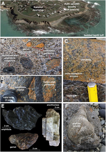 Figure 5. Kakanui Mineral Breccia outcrops and hand specimens. A, Aerial view of the Kakanui Mineral Breccia, located near the centre of a submarine diatreme. The breccia is overlain by loess and obscured by the Kakanui township. Image from Google Earth. White arcuate lines indicate bedding orientations. B, The tuff breccia facies contains xenoliths of lherzolite (commonly carbonated), garnet pyroxenite, nephelinite with amphibole megacrysts/xenocrysts, all set within a calcite-zeolite cement. Fine-grained dark clasts are basaltic/melanephelinite fragments. C, Rare peridotite xenoliths up to about 20 cm in size have a thin nephelinite annulus. Photo courtesy of DG Pearson. D, Peridotite xenoliths have cross-cutting amphibole veinlets. E, Megacrysts form an important component to the mineral breccia. The most common are amphibole, followed by anorthoclase. Garnet is rare. Many grains have a rounded nature with a polished surface, possibly due to abrasion during entrainment and emplacement. F, View of granulite xenoliths. The xenoliths provide insight into the middle-lower crust under the region. Felsic granulites are most common, and have been found to preserve evidence for Late Cretaceous ultra-high temperature metamorphism of the lower Otago crust.