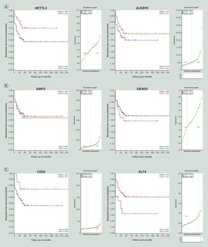 Figure 6. Kaplan–Meier analysis of osteosarcoma patient data explored in the R2: Genomics Analysis and Visualization Platform (http://r2.amc.nl). (A) The high expression of METTL3 and ALKBH5 in mRNA level correlate with worse metastasis-free survival. (B) Whereas, low BMP2 and SMAD5 mRNA expression levels showed a tendency to correlate with worse metastasis-free survival. (C) High expression of FZD8 and KLF4 in mRNA level associate with worse metastasis-free survival, and the differences are significant which were tested using log-rank test. p-value are displayed in the lower right corner of the each picture.bonf p: Adjusted p-value for multiple comparisons (Bonferroni method); Raw p: Raw p-value.