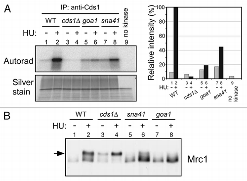 Figure 7 Cds1 kinase activity and Mrc1 hyperphosphorylation in the goa1-U53 and sna41-928 mutants. (A) Kinase assays were conducted with anti-Cds1 antibody immunoprecipitates and MBP (as substrate), as described in “Experimental Procedures”. Wild-type (YM71), cds1Δ (NI453), goa1-U53 (NI735) and sna41-928 (HM328) cells growing exponentially in YES at 30°C were shifted to 37°C for 15 min, followed by incubation with or without 12 mM HU for further 2 h at 37°C. Upper, autoradiogram; lower, silver staining. The level of phosphorylation is shown in the accompanying graph. (B) Cells, as indicated, were grown at 25°C and split into two portions. To one part, 15 mM HU was added and the other half was non-treated and both were further incubated at 30°C for 3 hrs. The whole cell extracts were prepared and were analyzed by western blotting using anti-Myc antibody. Arrow indicates the phosphorylated form of Mrc1 protein that is specifically observed in HU-treated cells. (A) Lanes 1 and 2, YM71; lanes 3 and 4, NI453; lanes 5 and 6, NI735; lanes 7 and 8, HM328. (B) Lanes 1 and 2, YM71; lanes 3 and 4, NI453; lanes 5 and 6, HM328; lanes 7 and 8, NI735.
