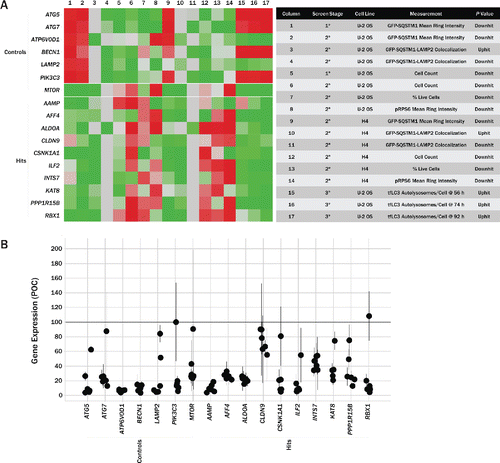 Figure 6. Summary of screening results and confirmation of gene knockdown. (A) Summary heatmap (left) showing P values from various assays carried out in the screening campaign. Measurement values for each column are noted in the table (right). Assay results from several control genes are shown at the top of the heatmap, with the top 10 gene hits, based on various criteria across all assays, shown below. Heatmap is colored such that P values consistent with increased autophagic flux and low cytotoxicity are represented in green and the inverse is represented in red. (B) Gene knockdown was determined in U2OS cells via qPCR. Each data point represents an individual siRNA and the extent to which it reduced expression of that particular target. All data has been normalized to endogenous GAPDH reference levels and is reported relative to cells transfected with nontargeting control siRNA. qPCR was performed in triplicate. Circles mark average values for individual siRNA, with error bars representing SD.