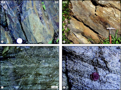 Figure 4. (a) High-strain phyllonites; (b) low-strain phyllonites with c. 15-cm-thick sheared pegmatitic veins; (c) detail of low-strain phyllonites, with mm-size porphyroclasts of feldspar; (d) mylonitic pegmatitic vein deformed by sinistral top-to-the NW shear sense. Sm: mylonitic foliation.