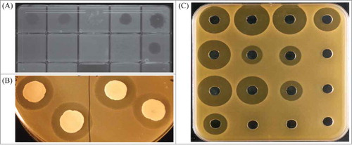 Figure 1. Examples of assays performed to identify antimicrobial activity. (a) spot test; (b) overlay; (c) well diffusion.