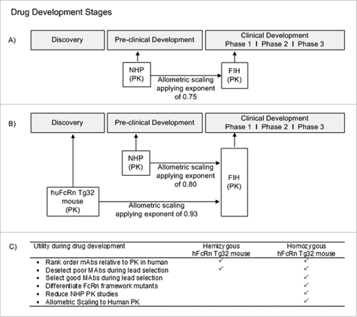 Figure 8. Utility of hFcRn Tg32 Mouse Model. (A) Current timeline for utility of NHP PK studies in preclinical development. (B) Suggested timeline for utility of hFcRn Tg32 PK studies, showing earlier use in discovery and application of allometric scaling using the exponent 0.93 to scale to human PK. (C) Use and selection of hemizygous vs homozygous Tg32 model.