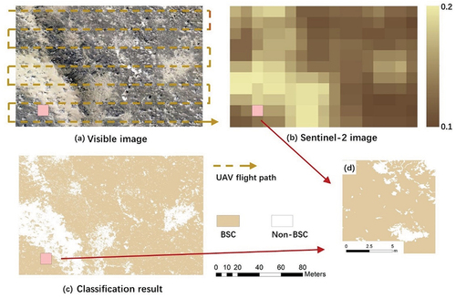 Figure 2. Rmote sensing images and classification results of biological soil crust areas in the desert. (a) a high-resolution true-color image of biological soil crusts taken by an unmanned aerial vehicle (spatial resolution: 0.02 m). (b) a Sentinel-2 red band image of biological soil crust areas. (c) classification results of biological soil crust areas based on eCognition software; the colored area represents biological soil crusts. (d) biological soil crust classification results for a single satellite pixel.