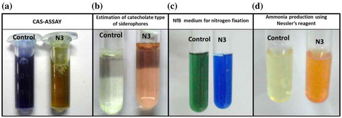 Figure 6. (a) The image of CAS assay for detection of siderophores, where when CAS dye is mixed with culture supernatant loses its blue color. (b) The production of catecholate type of siderophore in the growth medium (MM9 with 1% (w/v) glucose) when culture supernatant was reacted with sodium molybdate reagent as per the standard protocol. (c) The image where the color of the NfB medium has changed to blue from green indicating an increase in the pH by the process of nitrogen fixation (d) The image which detects ammonia produced in growth medium (peptone broth) by Nesslerization reaction