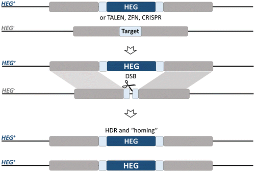 Figure 4. Homing gene-drive. The HEG (or TALEN, ZFN, CRISPR) is inserted within the target gene and expressed under a germline-specific promoter. The endonucleases can be designed to disrupt essential mosquito genes, genes required for reproduction or those involved with parasite development within the mosquito (grey block). Alternatively, the HEG can be linked to an antiparasitic effector. Homology-directed repair (HDR) of the double-strand break generated by the endonuclease leads to copying and ‘homing’ of the HEG+ allele.