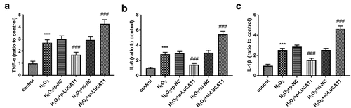 Figure 3. H2O2 led to the increased concentration of (a) TNF-α, (b) IL-6, and (c) IL-1β. Interference of LUCAT1 improved these trends, but LUCAT1 exerted inhibited functions on the secretion. ***P < 0.001, compared with control group; ###P < 0.001, compared with H2O2 group