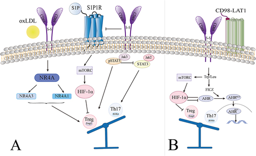 Figure 2 CD69 participates in the balance in Treg/Th17 differentiation. (A). oxLDL binding to CD69 promotes Treg differentiation by enhancing NRA4 (NR4A1 and NR4A3) expression (Left). Binding of S1P to its receptor S1P1R promotes the activation of the mTOR/HIF-1α and JAK2/pSTAT3 pathways, thereby promoting Th17 differentiation. CD69 can promote the internalization and degradation of S1P1R and activate the JAK/pSTAT5 pathway, thereby blocking S1P1R signaling and promoting Treg cell differentiation (Right). (B). The combination of CD69 and CD98-LAT1 complex can increase Trp/Leu uptake, amino acid uptake can promote the activation of the mTORC signaling pathway and thereby promote Th17 differentiation and inhibit Treg differentiation. Endogenous tryptophan photo-product, FICZ, which combined with AHR and promoted its nuclear entry, attenuated the inhibition of HIF-α by intracellular AHR, further promoted Th17 differentiation, and inhibited Treg differentiation.