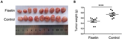 Figure 6 Fisetin retarded tumor formation in vivo.