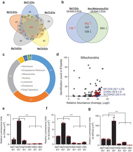 Figure 2. Proteomic analysis of EVs reveals the existence of mitochondrial membrane proteins. (a) Only membrane-localized proteins that were identified from five melanoma tissue-derived EVs (MeT1- to MeT5-EVs) were selected and compared. Numbers with red colour are proteins that were identified in at least 4 MeT-EVs. (b) Membrane proteins from MeT-EVs were compared with membrane proteins from non-melanoma-EVs. Common proteins were categorized by 10-fold difference of relative abundance. (c) The sub-cellular localization of 236 candidates was analyzed. The percentage was shown. (d) Mitochondrial membrane proteins were plotted with their relative abundance from a mass spectrometry analysis and their identification count from the EVpedia database. Blue colour is the final three candidates for validation. IC; identification count. (e-g) Three mitochondrial membrane proteins – COX6c (e), SLC25A22 (f), and MT-CO2 (g) – were experimentally validated with direct ELISA. Data are presented as the mean ± SD. ***p < 0.001.