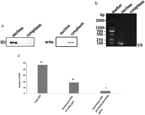 Figure 1. Existence of SNP in WSSV. (a) Western blot analysis of the isolated cytoplasm. Shrimp were infected with WSSV. At 48 h post-infection, the shrimp hemocytes were collected and subjected to the isolation of cytoplasm. To exclude the contamination of nucleus, the isolated cytoplasm was detected using Western blot with anti-histone 3 (H3) IgG and anti-β-actin IgG. (b) PCR detection of RNAs extracted from the isolated cytoplasm RNA. RNAs were extracted from the isolated cytoplasm and then reversely transcribed into cDNAs, followed by PCR using U6-specific primers. The PCR products were analysed using agarose gel electrophoresis. (c) The number of synonymous SNPs. (d) Identification of synonymous SNPs of WSSV mRNAs. The RNAs extracted from hemocytes of WSSV-infected shrimp were sequenced. The arrows indicated the SNP sites and the numbers showed the positions of the coding sequences of viral genes. (e) Existence of wsv151 and wsv226 SNPs in the WSSV genome. The wsv151 and wsv226 genes were amplified from the WSSV genomic DNA, followed by sequencing. The arrows showed the SNP sites and the numbers represented the positions in the WSSV genome.