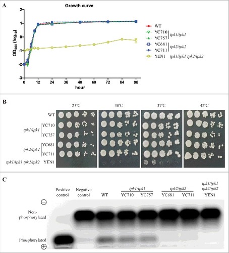 Figure 2. Protein kinase A is required for growth. (A) Growth curves of C. tropicalis wild type and mutants. Cells were grown overnight in YPD at 30°C, washed twice with dH2O, diluted to 0.01 OD600, except for the tpk1/tpk1 tpk2/tpk2 mutant (YEN1), which was diluted to 0.1 OD600 with fresh YPD medium, and incubated at 30°C and 200 rpm for four days. The OD600 of strains was measured via microplate spectrophotometer at the indicated time. The experiments were performed in triplicate, and the values represent the mean ± the standard error of the mean. (B) Spot assay of the indicated strains at different temperatures. Cells were grown overnight in YPD at 30°C (except the tpk1/tpk1 tpk2/tpk2 mutant, which was grown for two days), washed twice with dH2O, and diluted to 0.2 OD600 as the starting concentration. Cells were then five-fold serially diluted, spotted onto YPD medium, and incubated at 25°C, 30°C, 37°C, or 42°C for 48 h and photographed. (C) Protein kinase A activity of the indicated strains. Cells were grown overnight in YPD at 30°C (except the tpk1/tpk1 tpk2/tpk2 mutant, which was grown for two days) and washed twice with dH2O. Crude protein extracts of the samples were isolated. PKA activity assays were carried out using the PepTag assay for non-radioactive detection of cAMP-dependent protein kinase kit.