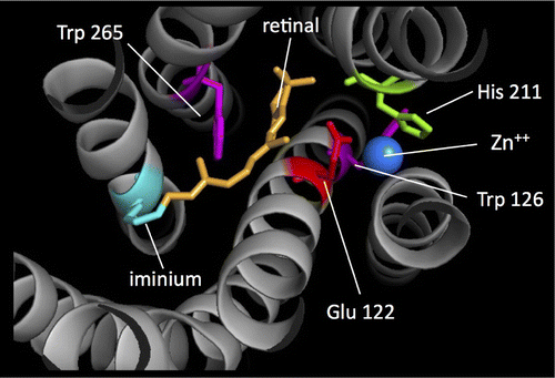 Figure 4. The structural features of bovine rhodopsin (2.2 Å resolution, pdb 1u19) illustrating possible components of an electron spectroscope. From left to right, in the direction of hypothesized electron flow: the electron donor (trp265 in purple), the ligand through which electrons tunnel (retinal, orange) and the zinc (blue)-tryptophan 265-histidine 211 complex. The negatively charged Glu 122 would likely prevent electron transfer in the desired direction in rhodopsin itself.