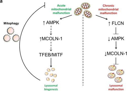 Figure 8. Model for the mechanism linking chronic mitochondrial deficiency with regulation of lysosomal function. This diagram depicts the contrast between chronic and acute mitochondrial malfunction. Acute mitochondrial defects result in an increase of AMPK activity, which promotes the pathway that activates MCOLN1 channel, while chronic mitochondrial malfunction, as shown by this study, results in increased FLCN, which represses AMPK activity resulting in decreased activity of the MCOLN1 channel. This, in turn, causes accumulation of Ca2+ in the lysosomes, alterations in lysosomal pH, enlargement of lysosomes and lysosomal malfunction.