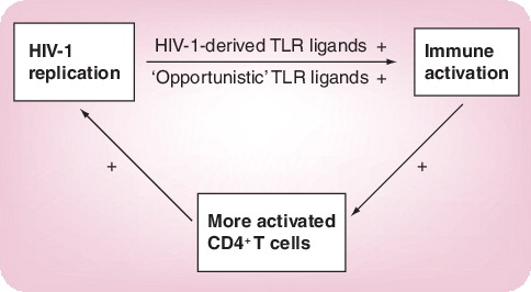 Figure 1. Enhancement of immune activation and viral replication by TLR ligands in HIV-1 infection. TLR: Toll-like receptor.