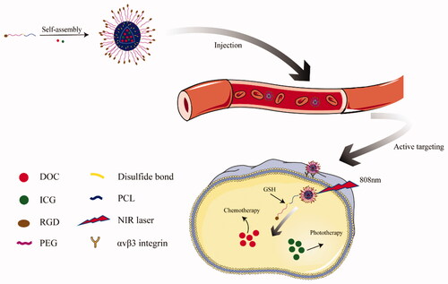 Figure 1. Illustration of RGD-PEG-ss-PCL micelles for targeted and triggered DOC/ICG delivery in vivo.