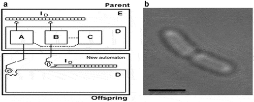 Figure 1. Von neumann self-reproducing automaton and a bacterium[Citation9].