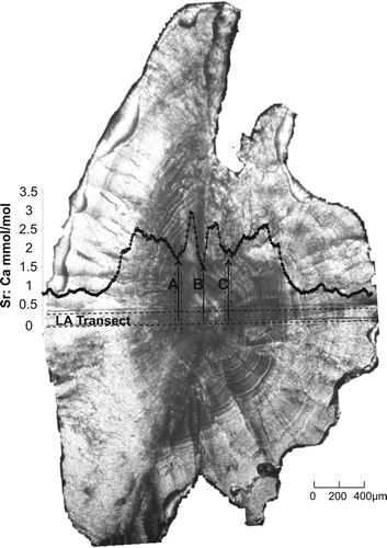 Figure 2  Photo showing sectioned adult otolith and ablated transect (LA Transect) highlighted by dashed horizontal lines. The element profile for Sr:Ca ratios is shown and represents Sr:Ca ratio levels as they relate to the ablated transect directly below it. Arrow marked ‘B’ indicates the primordium of the otolith, and the centre of the profile. Arrows marked ‘A’ and ‘C’ indicate the sections of transect and profile from which 50 µm of data was taken to generate the natal signature for the otolith (approximated by dashed vertical lines). Note that the natal signature also considers Ba:Ca, Rb:Ca and Mn:Ca ratios, but for clarity the element profiles for these elements are not shown.