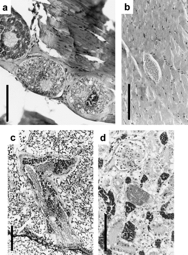 Fig. 3 Schizonts from species of Podargidae, Alcedinidae, Columbidae and Psittacidae.3a: Podargus strigoides (Tawny Frogmouth) skeletal muscle with concentration of developing schizonts. 3b: Todirhamphus sanctus (Sacred Kingfisher) skeletal muscle with a small ovoid schizont. 3c: Columba livia (Domestic Pigeon) lung with concentrated foci of elongate schizonts. 3d: Cacatua galerita (Sulphur-crested Cockatoo) kidney with developing schizont. All scalebars, 100 μm, and tissue sections stained with HE.