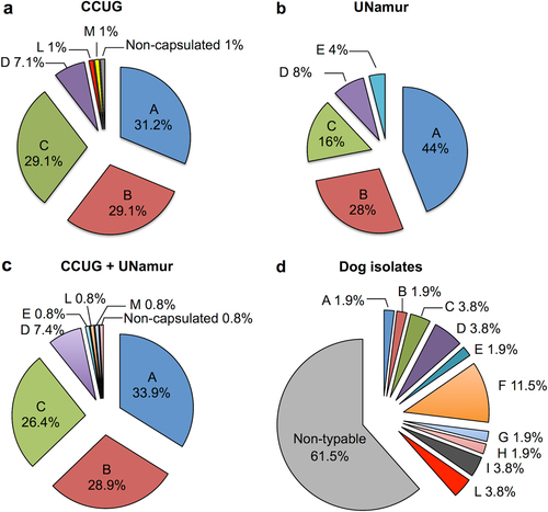 Fig. 2 Prevalence of capsular serovars in C. canimorsus strains.Capsular serovar prevalence in human-isolated C. canimorsus strains from the CCUG collection (a), UNamur collection (b), and CCUG and UNamur collections (c). Capsular serovar prevalence in dog-isolated C. canimorsus strains (d). The data presented in b and d were partially previously publishedCitation14