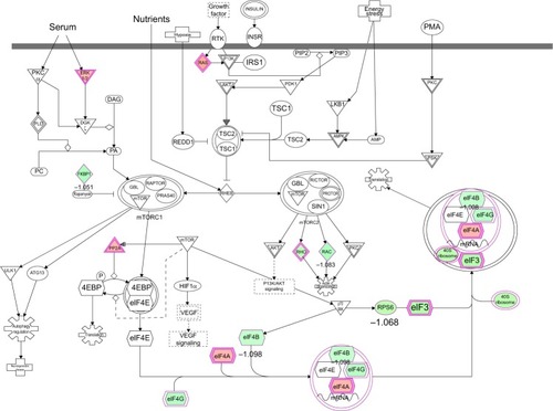 Figure 12 mTOR signaling pathway regulated by PLB in PC-3 cells.