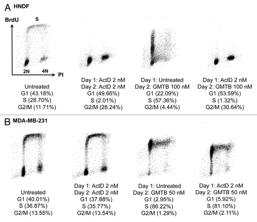 Figure 4. Changes in cell-cycle distribution in response to a cyclotherapy regime combining low dose actinomycin D with gemcitabine. (A) HNDFs and (B) MDA-MB-231 cells were treated as indicated. DNA synthesis and DNA content were evaluated by measuring BrdU incorporation and PI staining by FACS.