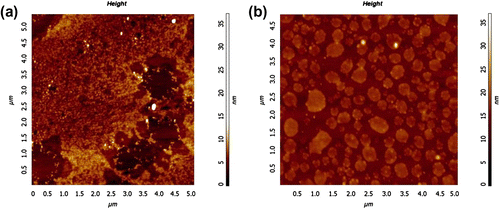 Figure 4 AFM height images of spin coated G5 and G6 films after annealing at 80 oC for 3 h. (a) ∼5 nm thick G5 film and (b) ∼5 nm thick G6 film.