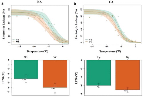 Figure 2. Effect of freezing temperature on electrolyte leakage from the transgene lines and WT plants under (a) non-acclimation condition (NA) and (b) cold acclimation (CA) at 4 °C for 7 d. Data are the mean values of triplicate independent experiments ± SD, and asterisks indicate the significant differences compared to WT.(*p < .05, **p < .01, t-test, Tukey).Citation2