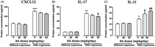 Figure 5. Evaluation of protein levels of immune mediators in brain after EA treatment. Using quantitative ELISA technique, the effects of EA on CXCL12 (A), IL-17 (B) and IL-11(C) were tested in the CC region of mice after 4 weeks treatment. Data are presented as means ± SEM, analyzed using two-way ANOVA. *Compared with control mice, #compared with cuprizone (*, #p < 0.05, **, ##p < 0.01 and ***p < 0.001).