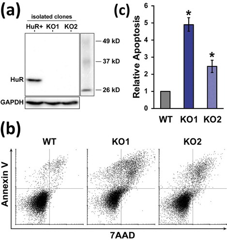 Figure 1. Generation and apoptosis phenotype of HuR KO Jurkat cells. (a) Western blot of a HuR-positive clone isolated during KO generation, along with two independent KO clones. (b) Representative measurement of WT and HuR KO apoptosis rates by Annexin V and 7AAD staining, followed by flow cytometry. (c) Relative apoptosis of early-passage HuR KO1 and KO2 clones, n = 4. WT Jurkat cell cultures contained 7.4 ± 1.7% apoptotic cells. Error bars represent standard error of the mean. *, p-value < 0.05, paired two-tailed Student’s t test of apoptotic percentages between WT and KO