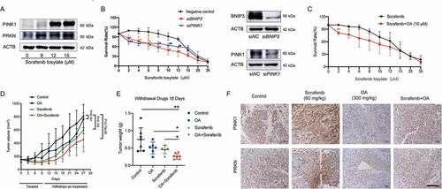 Figure 7. Oroxylin A delays tumor growth and improved the therapeutic effects of sorafenib by inhibiting PINK1-PRKN-mediated mitophagy. (A) HepG2 cells were treated with sorafenib for 48 h. Protein levels of PINK1 and PRKN were assayed by immunoblotting. (B) HepG2 cells were transfected with negative control, BNIP3 siRNA or PINK1 siRNA and then treated with sorafenib for 48 h. Survival rates were measured by MTT assay, and whole-cell lysates were prepared and subjected to immunoblotting. Bar, SD. #P < 0.05, ##P < 0.01 siPINK1 group versus the untreated control group. (C) HepG2 cells were treated with OA (10 μM for 24 h), OA was then removed, and the cells were treated with sorafenib for 48 h. Survival rates were measured by MTT assay. (D-F) HepG2 cell xenograft model mice were treated with OA (300 mg/kg, i.g., once every two days), sorafenib (60 mg/kg, i.g., once every day), or a combination of OA and sorafenib for 9 days. Three mice were randomly selected and sacrificed for tumor tissue analysis on Day 10, drug administration was then withdrawn, and the remaining mice were sacrificed on Day 27. (D) Tumor volumes and (E) tumor weights after drug withdrawal for the final 18 days. (F) PINK1 and PRKN protein expression in tumor tissues was analyzed by immunohistochemistry (400×, scale bar: 50 μm). Bar, SD. *P < 0.05 or **P < 0.01.