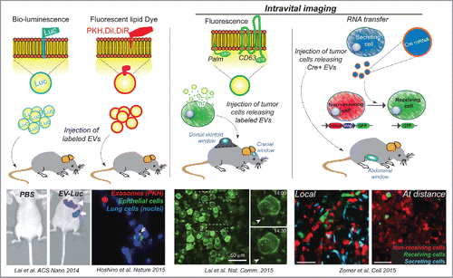 Figure 2. Following EVs in vivo. Directing luciferase into EVs allow to follow their organ distribution at the animal scale. Different lipid inserting dyes have been used to label EVs and track them back in the animal. Alternatively, tumor cells secreting labeled EVs (directed to EVs via fusions between a fluorescent protein and diverse peptides or proteins such as a palmitoylation signal (Palm) or CD63 can be injected in mice. Notably this allowed the first intravital imaging of tumor EVs in the living mouse. In addition, the mRNA cargo contained in EVs has been tracked in vivo, using the cre-lox system.