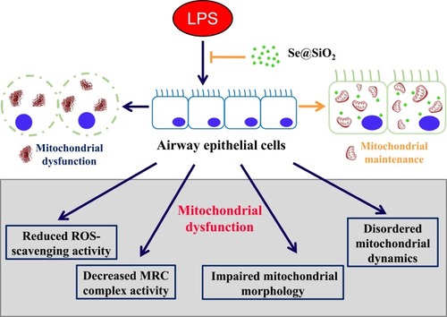 Figure 8 Diagram of the modulatory activity of porous Se@SiO2 NPs on mitochondrial dysfunction in airway epithelial cells.