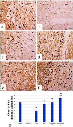 Figure 9. (a-g): Photomicrograph of BCL-2 immunostained sections in substantia nigra region of (a) control mice exhibiting widespread BCL-2 immunostaining of dopaminergic neuronal cells (arrows) with minimal negative BCL-2 immunostained neuronal cells (bifid arrow). (b) Induced parkinsonism group displaying many negative BCL-2 immunostained pyknotic neurons (bifid arrows). (c) L-dopa group revealing negative BCL-2 immunostained pyknotic neuron (bifid arrow) among some BCL-2 positive immunostained dopaminergic neuronal cells (arrows). (d) MSCs group displaying some negative BCL-2 immunostained pyknotic neuron (bifid arrows) among BCL-2 positive immunostained dopaminergic neuronal cells (arrows). (e) EPO-activated MSCs group exhibiting BCL-2 positive immunostained dopaminergic neuronal cells (arrows) with few negative BCL-2 immunostained neuronal cells (bifid arrows). (f) Laser-activated MSCs group showing many BCL-2 positive immunostained dopaminergic neuronal cells (arrows) with few negative BCL-2 immunostained neuronal cells (bifid arrows). (Scale Bar 50 µm) (g) Count of Bcl2-immunostained cells in the different study groups at (P < 0.05) using ANOVA, Bonferroni post hoc testing. Values are presented as mean ± SD. *: significant versus control, #: significant versus PD, $: significant versus L-dopa, @: significant versus MSCs (P < 0.05), &: significant versus EPO-activated MSCs (n = 8).