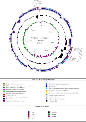 Figure 2 Ring diagram representation of plasmid p1564. From the inside to the outside, the first circle represents the scale; the second circle represents GC Skew; the third circle represents the GC content; the fourth and seventh circles represent the COG to which each CDS belongs; the fifth and sixth circles represent the CDS, tRNA, rRNA location on the plasmid. The loci for two multidrug resistance gene islands (ISEcp1-blaCMY-6 and intI1-ISCR21) and class 1 integron are indicated in red boxes. GC, guanine + cytosine; aacA4, aminoglycoside resistance gene; qacEΔ1, truncated quaternary ammonium compound resistance gene; sul1, sulfonamide resistance gene; rmtC, 16S rRNA methyltransferase gene; blaNDM-1, New Delhi Metallo-β-lactamase-1 gene; bleMBL, bleomycin resistance gene; blaCMY-6, CMY-6β-lactamase gene; sugE, quaternary ammonium compound resistance gene.