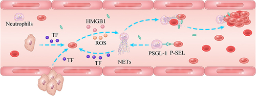 Figure 4 Role of NETs in cancer-related thrombosis.