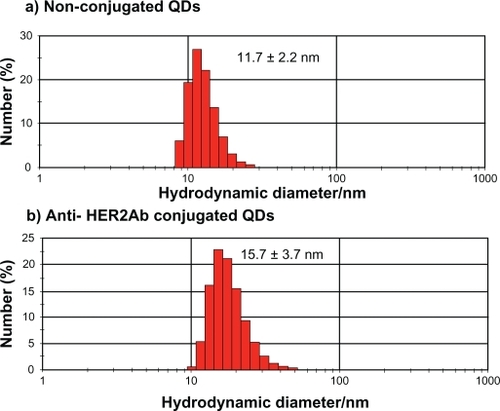Figure 2 Dynamic light scattering histogram for hydrodynamic diameter detection of quantum dots (QDs) and anti-HER2ab-QDs in 10 mM PBS buffer: a) QDs (525 nm) and b) anti-HER2ab-QDs (525 nm). The hydrodynamic sizes of the QDs and anti-HER2ab-QDs were 11.7 nm and 15.7 nm, respectively.