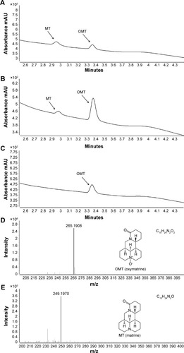 Figure 1 Structures, UPLC chromatogram, and the LC/MS profile of OMT and MT.