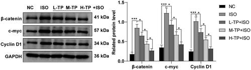 Figure 4. TP suppressed activation of Wnt/β-catenin signaling pathway. After 14 d of treatment with ISO or different doses of TP, expression levels of β-catenin, c-myc and Cyclin D1 proteins were determined by Western blot. Data were expressed as mean ± SD (n = 6). comparisons among multiple groups were analyzed using one-way ANOVA, followed by Tukey’s multiple comparisons test. *p < .05 and ***p < .001.