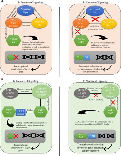 Figure 1 Hippo pathway gene regulation in (A) Drosophila melanogaster (B) mammals.
