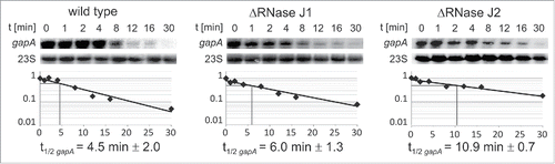 Figure 7. Determination of gapA mRNA half-life. B. subtilis strains 168, 168 (ΔrnjA::spec); 168 (ΔrnjB::ery) were grown in complex TY medium until onset of stationary growth phase, samples taken at the indicated times after rifampicin addition, total RNA prepared and separated on 1.5% agarose gels, probed and reprobed as described.Citation22 Autoradiograms of representative Northern blots are shown. Half-lives are averaged from at least 2 independent determinations.