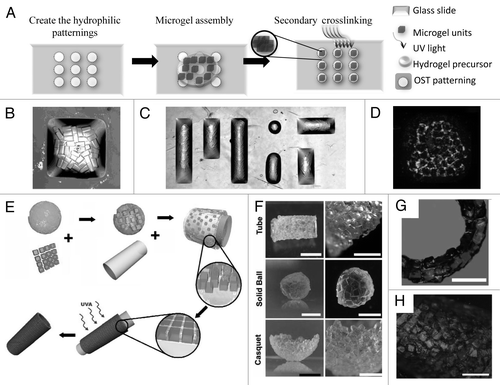 Figure 3 Directed assembly of cell-laden microgels on hydrophilic template (A–D). Surface-directed assembly of microgels: hydrophobic (OTS) patterns on a hydrophilic glass induce the directed assembly of the microgels on the hydrophilic patterns which are stabilized by secondary crosslinking (A). Microgel assembly can be achieved with different shapes defined by the patterns such as a square pattern (B) or “MIT” pattern (C). Assembling cell-laden microgels in shaped-defined bulk hydrogel with the red-labeled cells encapsulated in microgels and the green-labeled cells encapsulated in bulk hydrogel (D). (E–H) Directed assembly of microgels on the PDMS mold with high hydrophilic affinity (E) which can be used to generate microgel assembly with various shapes and complexities such as tube, solid ball, casquet (F) and double-layer tubes (G). Hepatocytes encapsulated in PEG microgels assembled to form a 5 mm diameter tube (Scale Bar: 1.5 mm) (H).